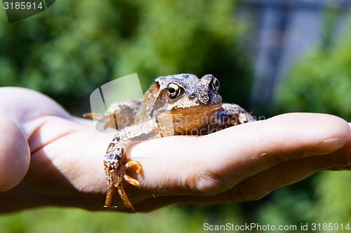 Image of frog on a man\'s palm. reptile