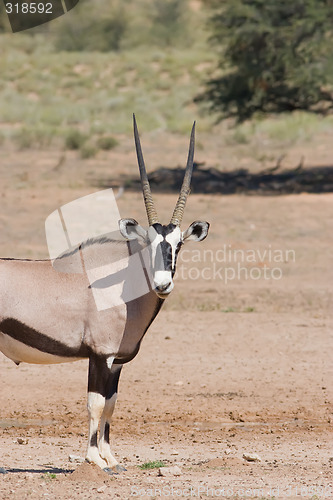 Image of Gemsbok