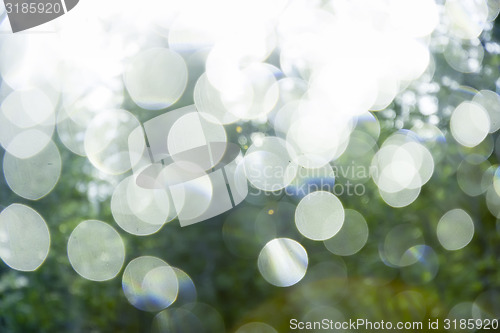 Image of Glare on a background of green summer foliage