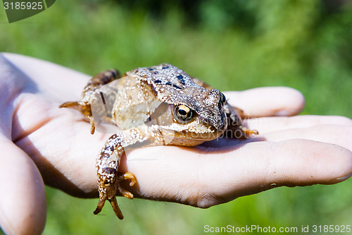 Image of frog on a man\'s palm. reptile