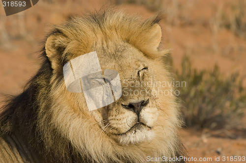 Image of Majestic Lion