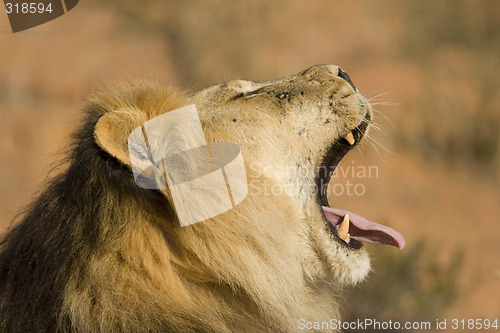 Image of Lion Yawning
