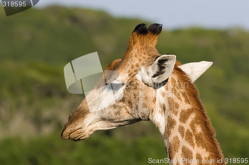Image of Giraffe