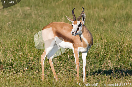 Image of Springbok