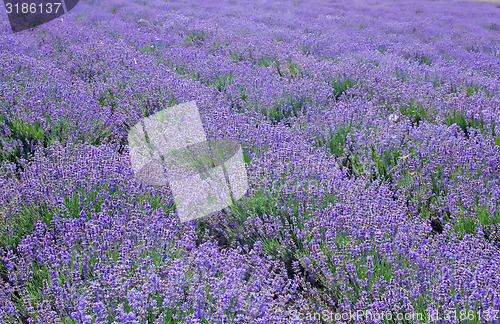 Image of flowers in field