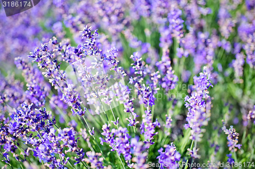 Image of lavender