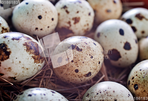 Image of quail eggs