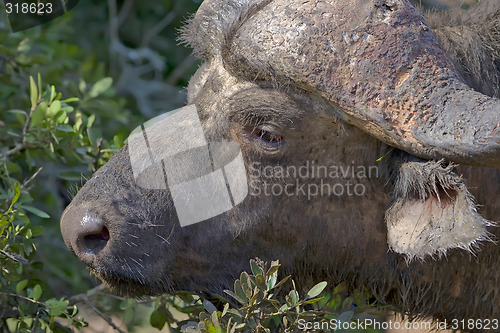 Image of Buffalo