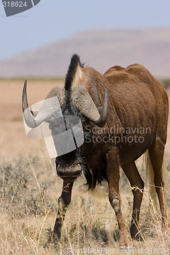 Image of Black Wildebeest