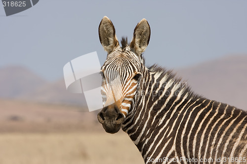 Image of Mountain Zebra
