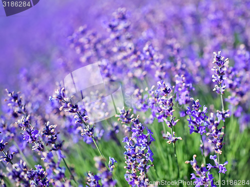 Image of flowers in field