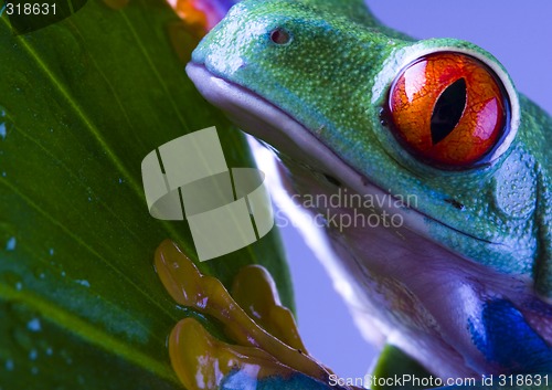 Image of Red eye frog