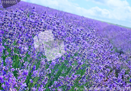 Image of lavender