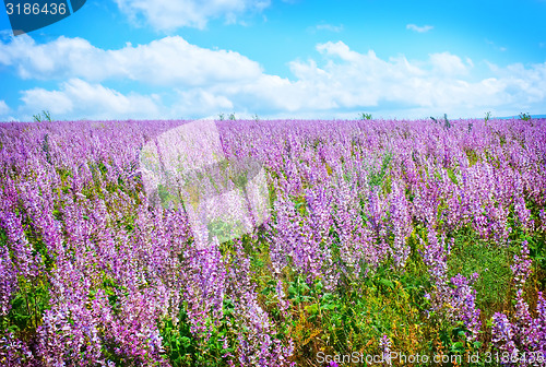 Image of flowers in field