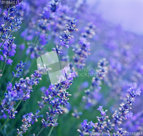 Image of lavender