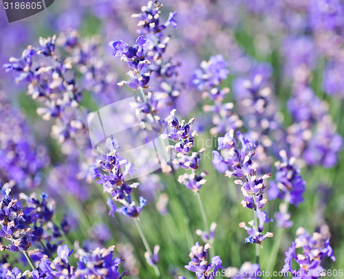 Image of lavender