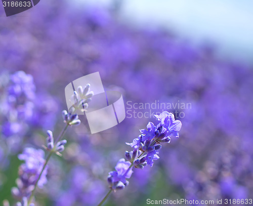 Image of lavender