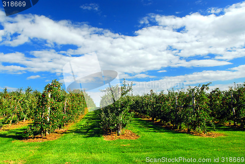 Image of Apple orchard