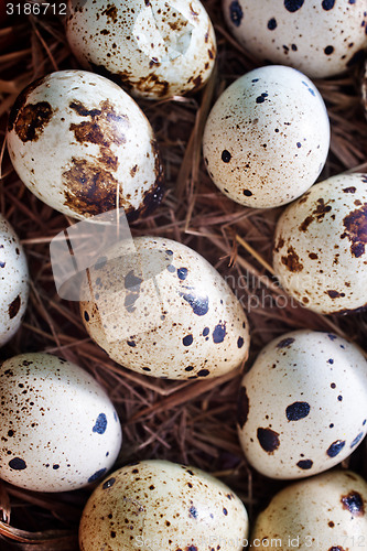 Image of quail eggs