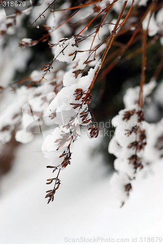 Image of Snowy branches