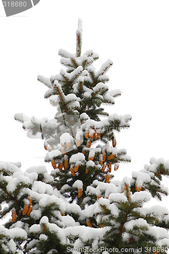 Image of Winter spruce