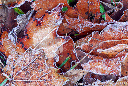 Image of Frosty leaves