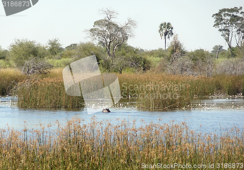 Image of Okavango Delta