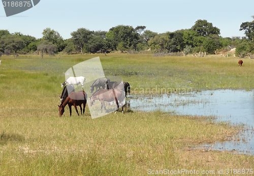 Image of Okavango Delta