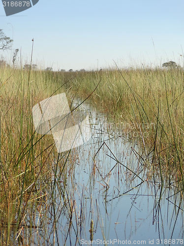 Image of Okavango Delta