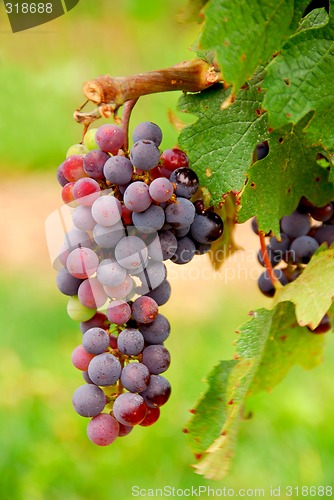 Image of Grapes