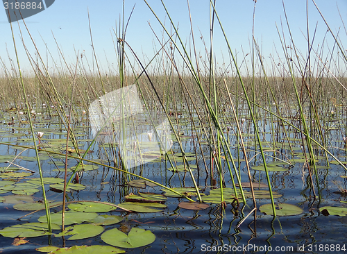 Image of Okavango Delta