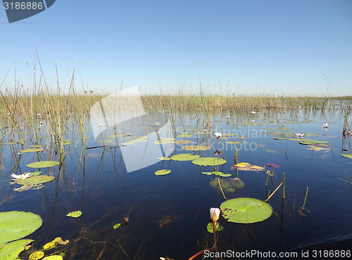 Image of Okavango Delta