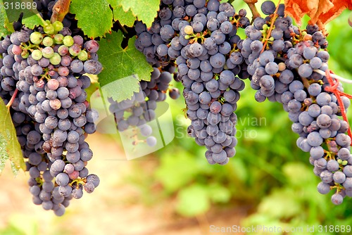 Image of Red grapes