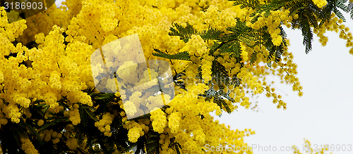 Image of Flowering Mimosa