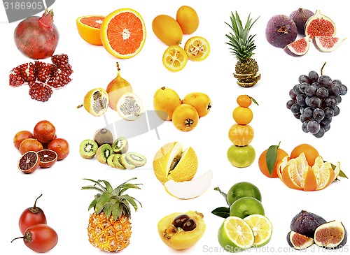 Image of Tropical Fruits Collection