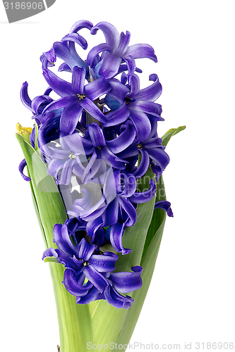 Image of Purple Hyacinth