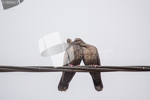 Image of Two Dusky Turtle Doves in Love