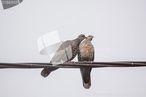 Image of Two Dusky Turtle Doves in Love