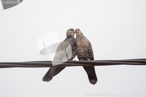 Image of Dusky Turtle Dove Kiss