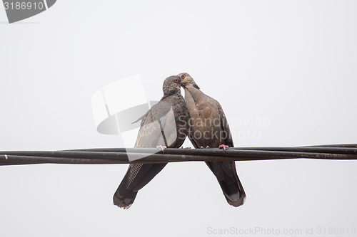 Image of Dusky Turtle Dove Kiss