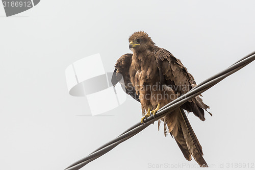 Image of Black Kite aka Amora