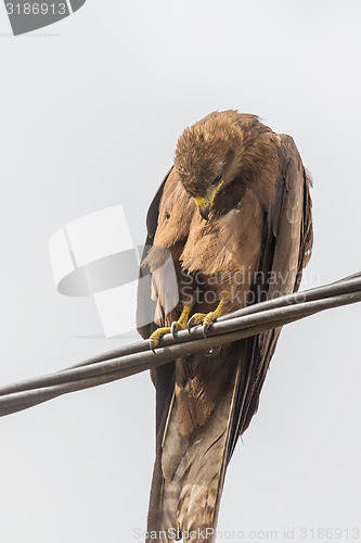 Image of Black Kite aka Amora