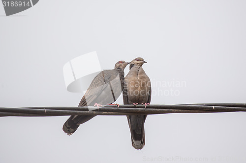 Image of Two Dusky Turtle Doves in Love