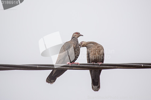 Image of Two Dusky Turtle Doves in Love