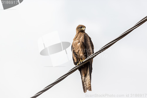 Image of Black Kite aka Amora