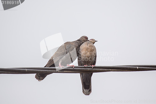 Image of Two Dusky Turtle Doves in Love