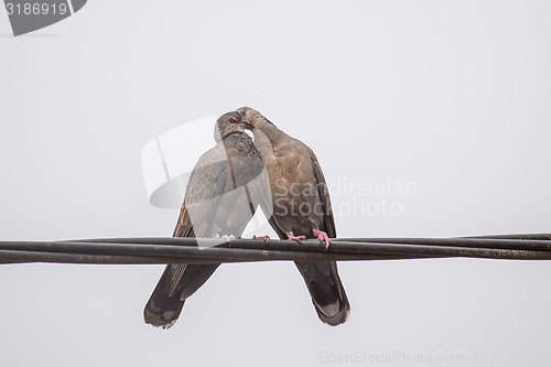 Image of Dusky Turtle Dove Kiss