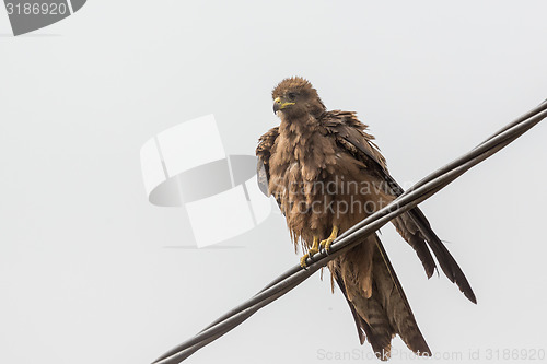 Image of Black Kite aka Amora