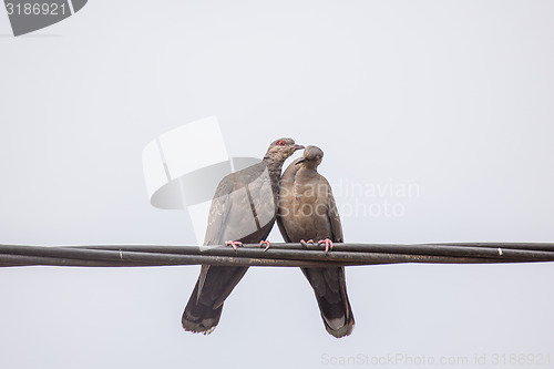 Image of Two Dusky Turtle Doves in Love