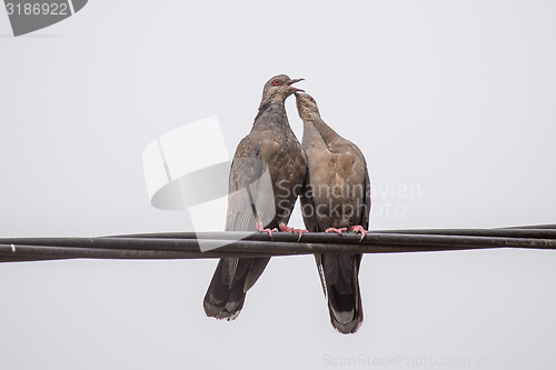 Image of Dusky Turtle Dove Kiss